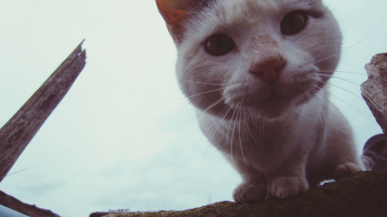 animal themes, one animal, mammal, domestic animals, pets, domestic cat, cat, low angle view, close-up, looking away, portrait, feline, animal head, whisker, indoors, sitting, no people, day, alertness