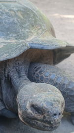 Close-up of turtle