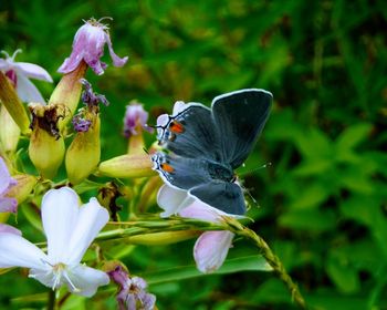 Close-up of butterfly on flower