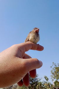 Hand holding small bird against sky