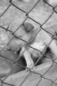Close-up of rope tied up on chainlink fence