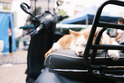 Cat sleeping on scooter