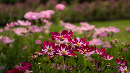 Pretty pink petals of cosmos flowers blossom on green leaves and small bud in a field