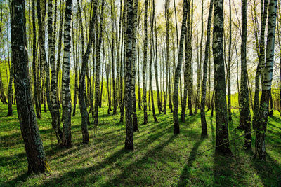 Birch Forest