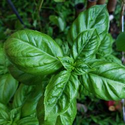 Close-up of fresh green leaves