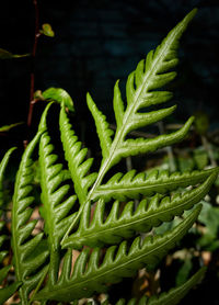 Close-up of succulent plant leaves