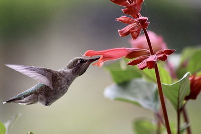 Close-up of hummingbird flying