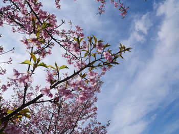 Low angle view of cherry blossom against sky