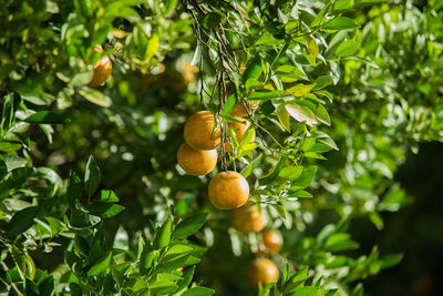 Oranges growing on tree