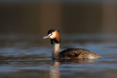 Side view of a duck swimming in lake