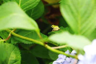 Close-up of insect on flower