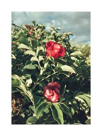 Close-up of red rose plant