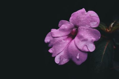 Close-up of pink rose flower against black background