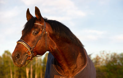 Horse in the field