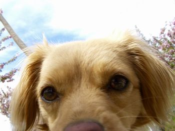 Close-up portrait of a dog