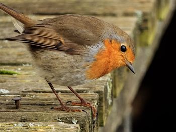 Close-up of bird perching on railing