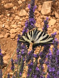 Butterfly pollinating on purple flower