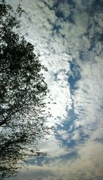 Low angle view of silhouette tree against sky