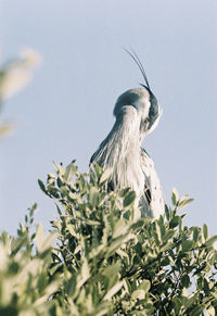 Low angle view of bird on plant against sky