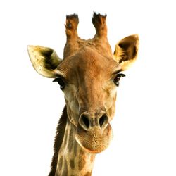 Close-up portrait of giraffe against white background