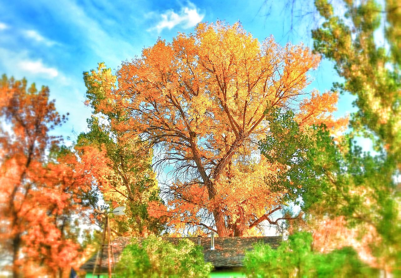 Cottonwood trees