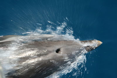 Jellyfish swimming in sea