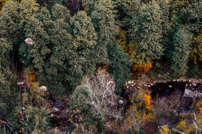 View of autumn trees in forest during winter