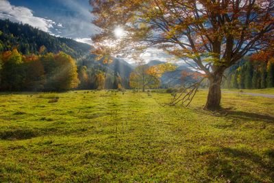 Trees on field