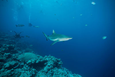 Scuba diver swimming in blue sea