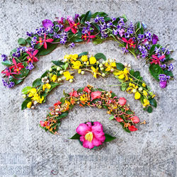 High angle view of purple flowering plant