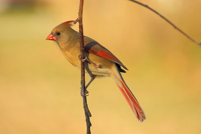 Close-up of bird perching on branch
