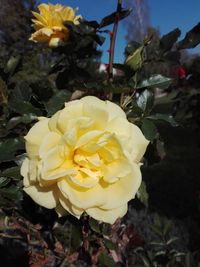 Close-up of yellow rose flower