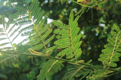 Close-up of green leaves on tree