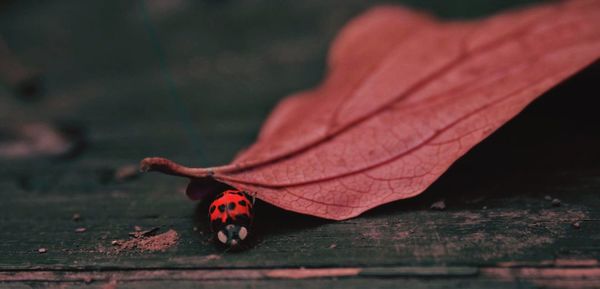 Close-up of maple leaves