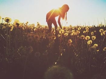 Plants growing on field at sunset