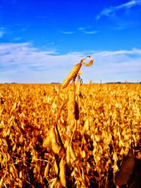 Close-up of crops on field against blue sky