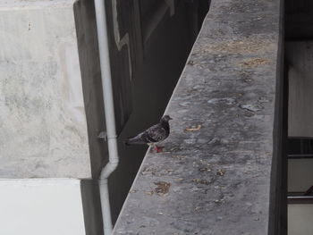 High angle view of bird on wall