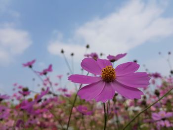 Close-up of pink cosmos flowers blooming against sky