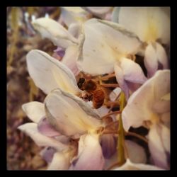 Close-up of bee on flower