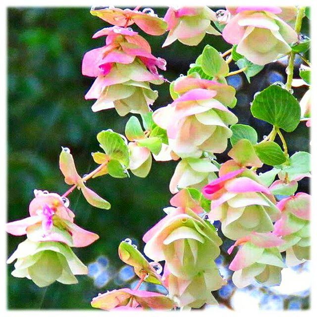 flower, petal, transfer print, freshness, fragility, flower head, beauty in nature, growth, auto post production filter, pink color, leaf, nature, blooming, plant, close-up, in bloom, blossom, outdoors, day, focus on foreground