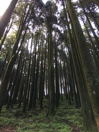 Low angle view of bamboo trees in forest