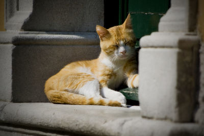 Close-up of cat sitting on steps