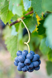 Close-up of grapes growing in vineyard