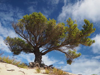 Low angle view of tree against sky