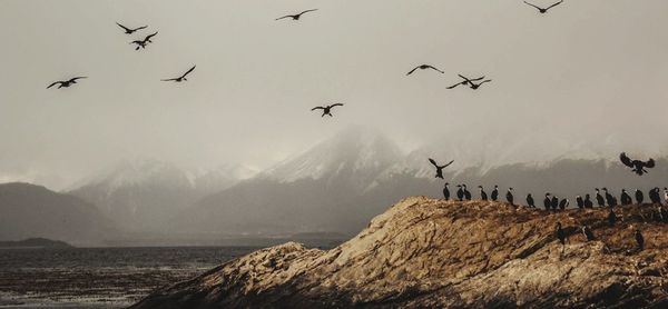 Birds flying over mountains against sky