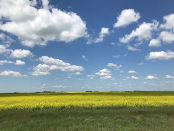 Scenic view of field against sky