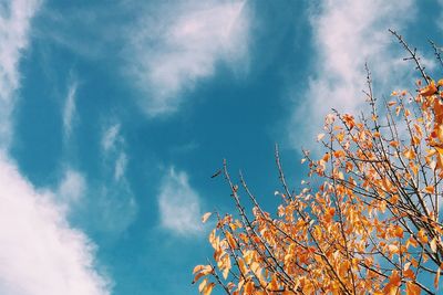 Low angle view of tree against blue sky