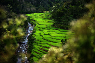 High angle view of paddy fields in ruteng, flores island 