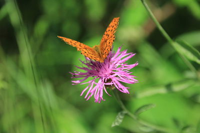 Close-up of butterfly on pink flower