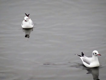 Birds in a lake